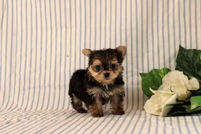 puppy, for, sale, Morkie, Matthew B. Stoltzfus, dog, breeder, Gap, PA, dog-breeder, puppy-for-sale, forsale, nearby, find, puppyfind, locator, puppylocator, aca